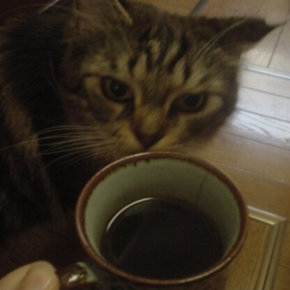 昨日の目覚ましコーヒーです♪
違いのわかるにゃんこ先生が香りをチェック中～☆
人と猫の飲み物の違いがわかるのでプィッと立ち去りました（笑
ごちそう様でした♪♪